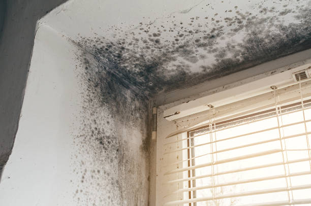 Affordable Attic Mold Remediation solutions in Grassflat, PA