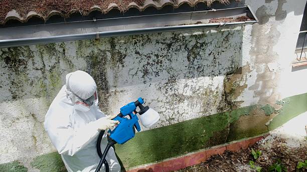 Top rated local Attic Mold Remediation specialists in Grassflat, PA